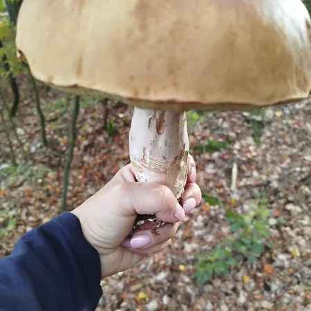 بيت للعطل Dom Na Grobli